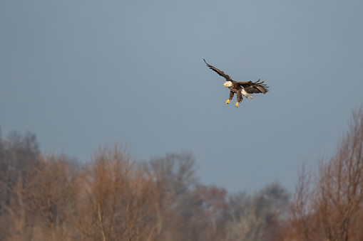 Adult American Bald Eagle hunting in a grassland area in Wisconsin