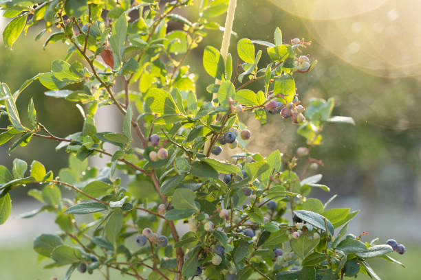 istock Ripe blueberries (bilberry) on a blueberry bush on a nature background. 1930624756