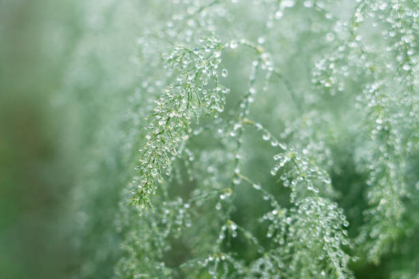 Asparagus leaves dripping with water after rain close-up