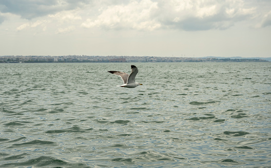 A white seagull flies over the sea in search of food - small sardines. Thessaloniki - Greece.