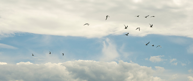 A flock of white seagulls flies over the sea in cloudy weather. Thessaloniki, Greece.