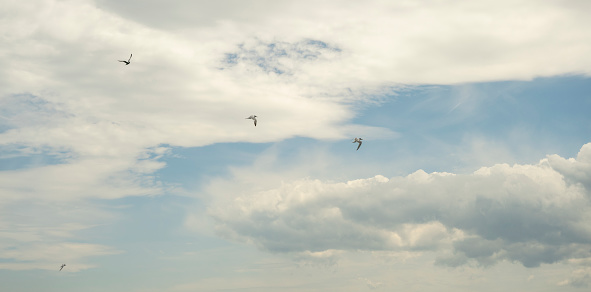 Two seagulls soaring directly above, on a warm summer's day, against a blue sky with light cloud.