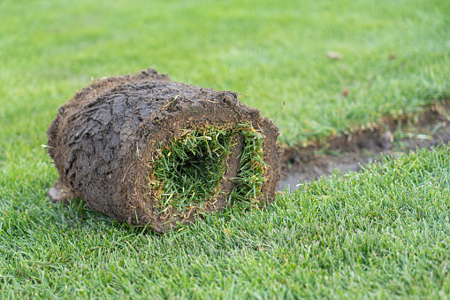 Gardening - laying sod for a new lawn. A roll of turf is laid in the garden in the spring.