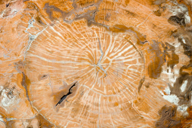 Petrified wood as a background. Mineral exchange.