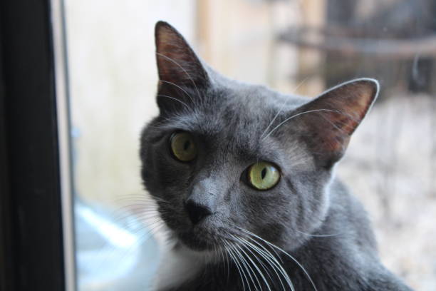 istock Grey Cat Sitting Indoors By A Window. 1930672132