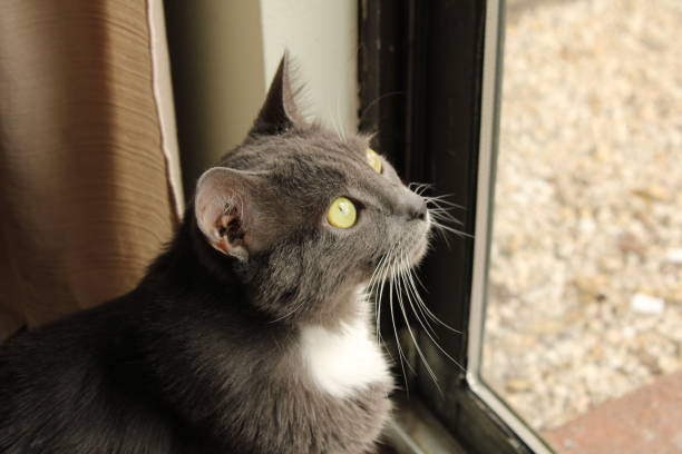 istock Grey Cat Sitting Indoors By A Window. 1930672696