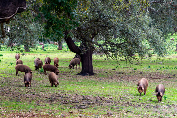 Iberian Winter: Pig among Cork Oaks and Acorns.