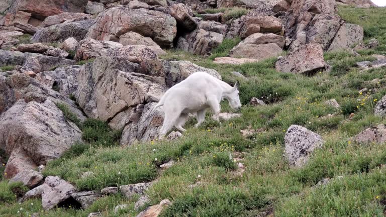 Mountain Goat - Oreamnos americanus - grazing on rocky slope in Summit Lake Park on Mount Evans, Colorado in summer 4K.