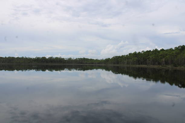 istock Lush Forest Of The Tarkin Bayou In Pensacola Florida 1930683092