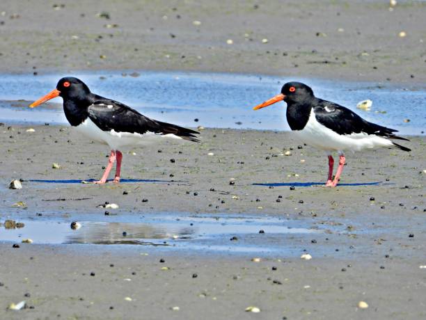 istock Two oystercatchers on the beach 1930691686