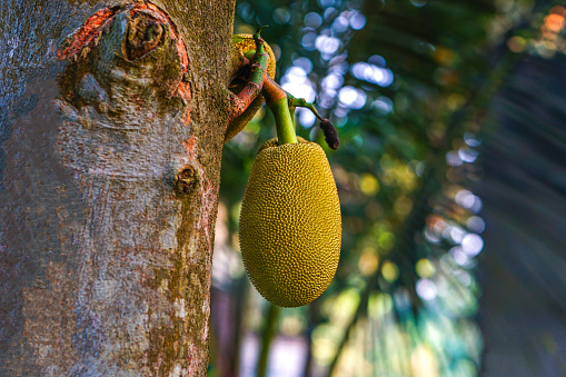 Jackfruit Close Up View, Yellow Color, Selective Focus