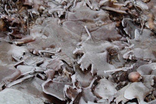 Frozen Leafs On The Frozen Cold Ground In Winter