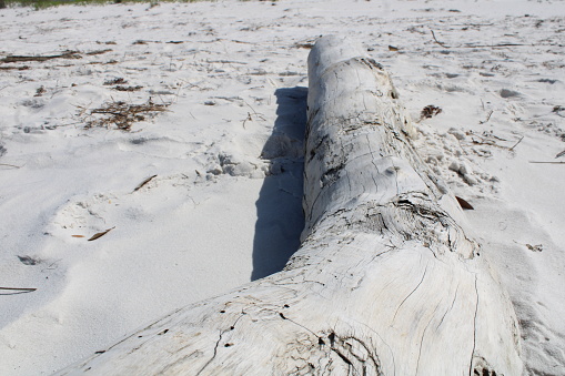 Dry Tree Log Washed Up On A beach