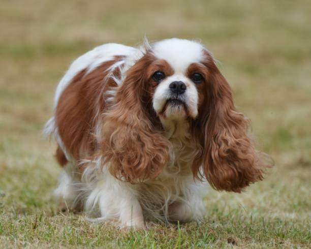 istock Cavalier King Charles Spaniel adult 1930723548