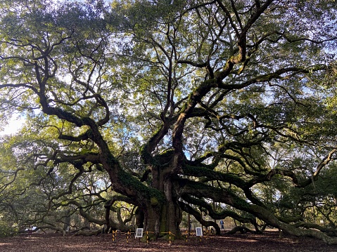 Angel Oak Tree in Charleston, South Carolina