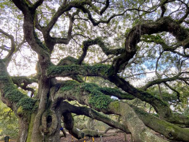 istock Angel Oak Tree in Charleston, South Carolina 1930732367