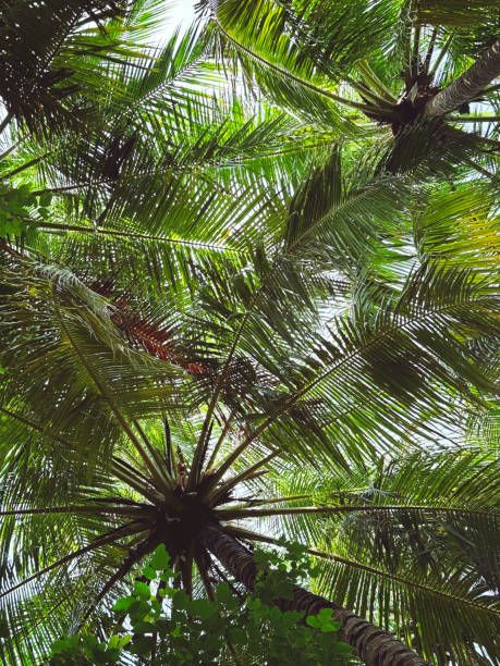 Crown of palm trees in the wind.