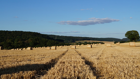 modern sheaves of wheat from different angles