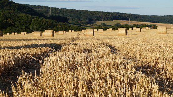 modern sheaves of wheat from different angles