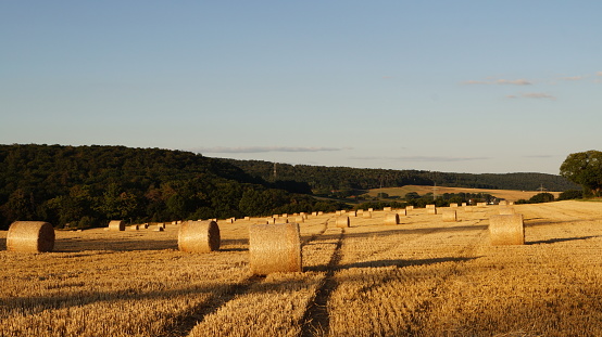 modern sheaves of wheat from different angles