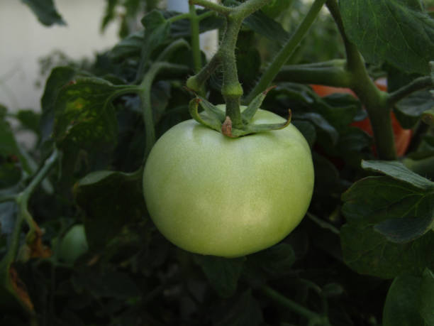 istock Fresh green tomatoes on the branch 1930778720