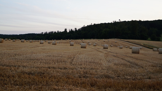 modern sheaves of wheat from different angles