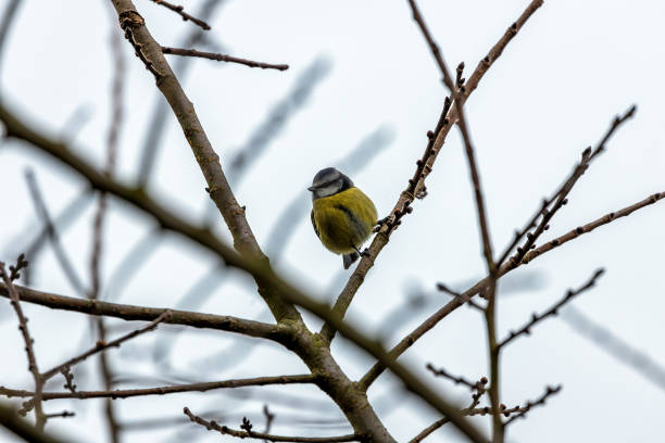 istock Dublin's Azure Charm - Blue Tit (Cyanistes caeruleus) in Phoenix Park 1930780799