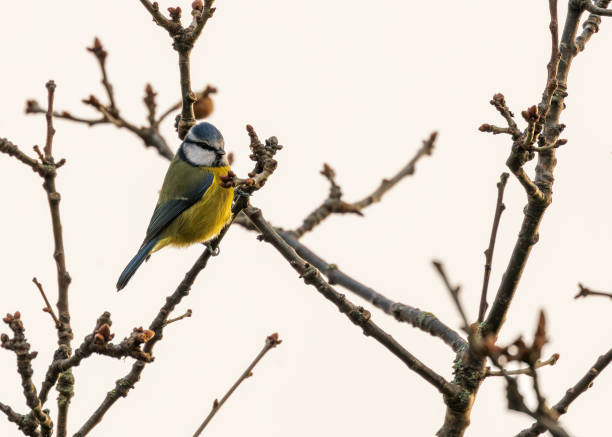 istock Dublin's Azure Charm - Blue Tit (Cyanistes caeruleus) in Phoenix Park 1930780805