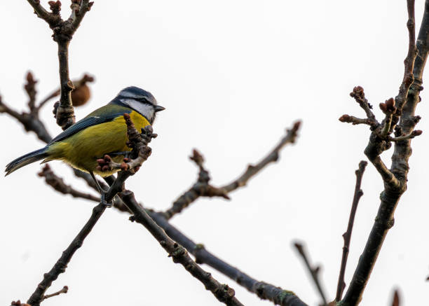 Dublin's Azure Charm - Blue Tit (Cyanistes caeruleus) in Phoenix Park
