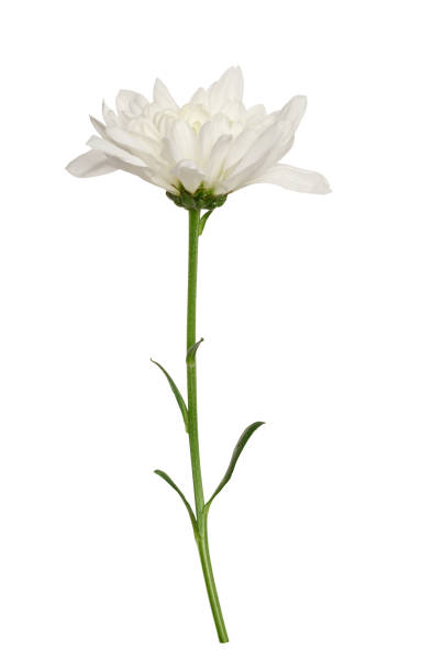 White chrysanthemum bud on green stem with leaves, isolated background