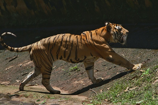 a bengal tiger walking on the ground