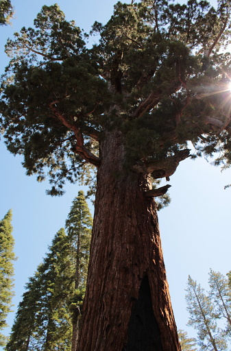 Sequoia géant du parc naturel Yosemite en contre plongée