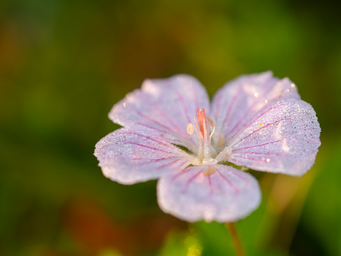 Pink Geranium covered with morning dew. Blurry red and green in the background.