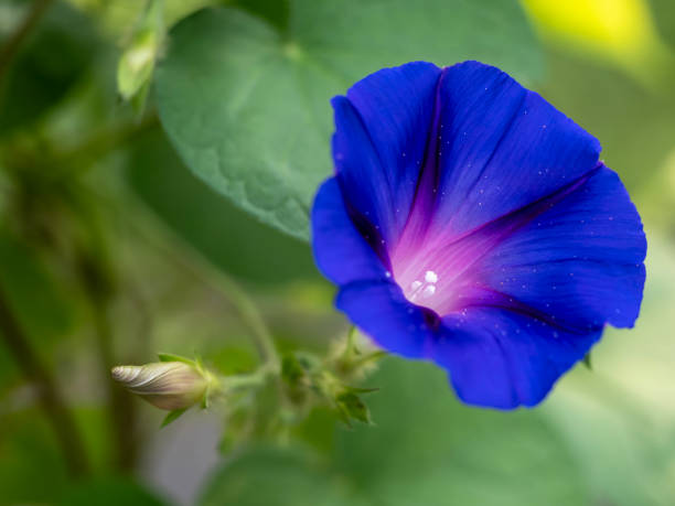 Purple Morning Glory with Bud