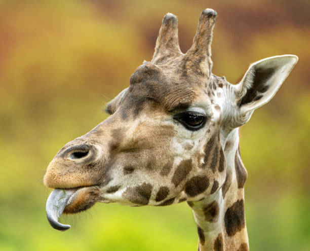 Giraffe portrait stock photo