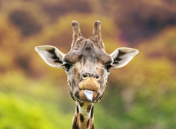 Giraffe portrait stock photo