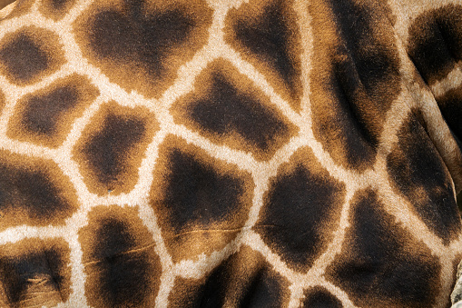 A giraffe fur texture