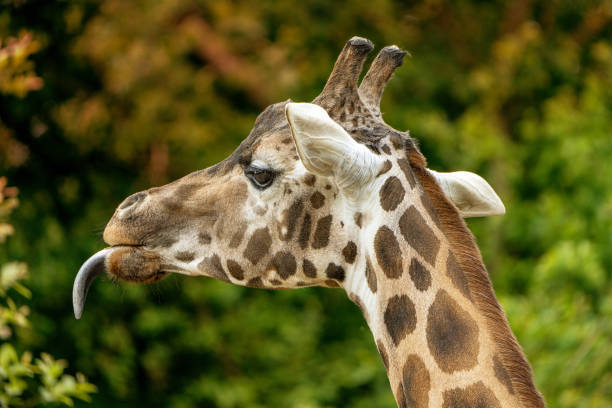 Giraffe portrait stock photo