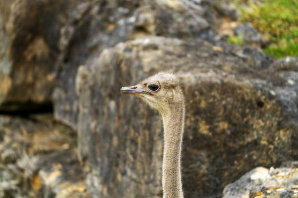 Ostrich stock photo