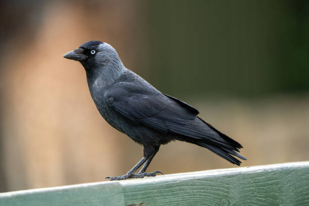 Jackdaw stock photo