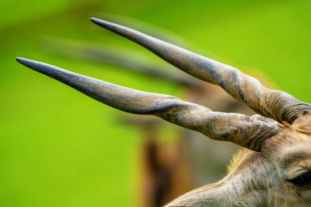 Eland stock photo