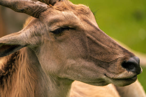 Eland stock photo