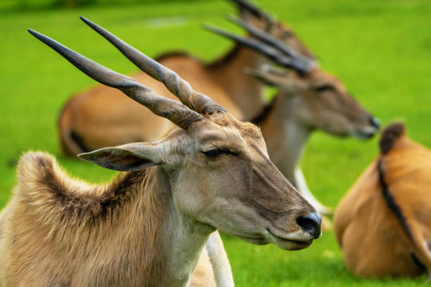 Eland stock photo