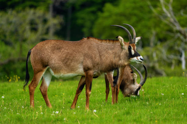 Antelope stock photo