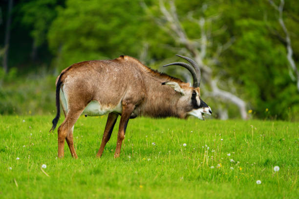 Antelope stock photo