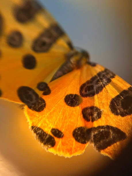 detail photo of a beautiful butterfly colored in yellow and black - long exposure imagens e fotografias de stock