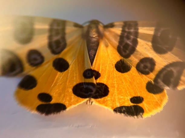 detail photo of a beautiful butterfly colored in yellow and black - long exposure imagens e fotografias de stock