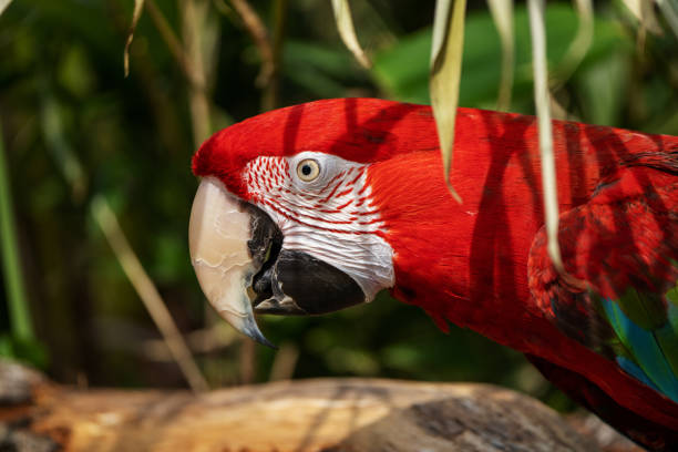 Scarlet macaw stock photo