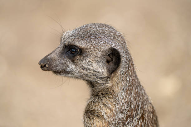 Meerkat stock photo