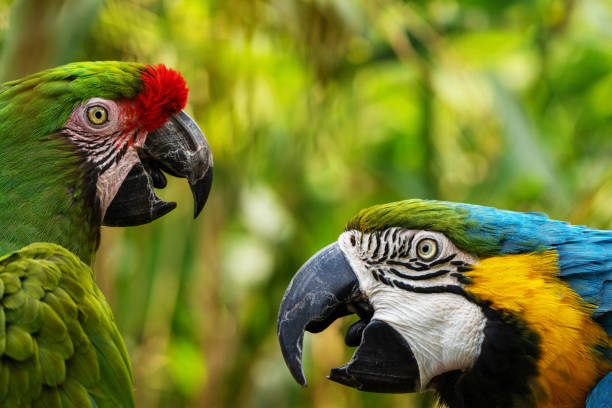 Two parrots stock photo